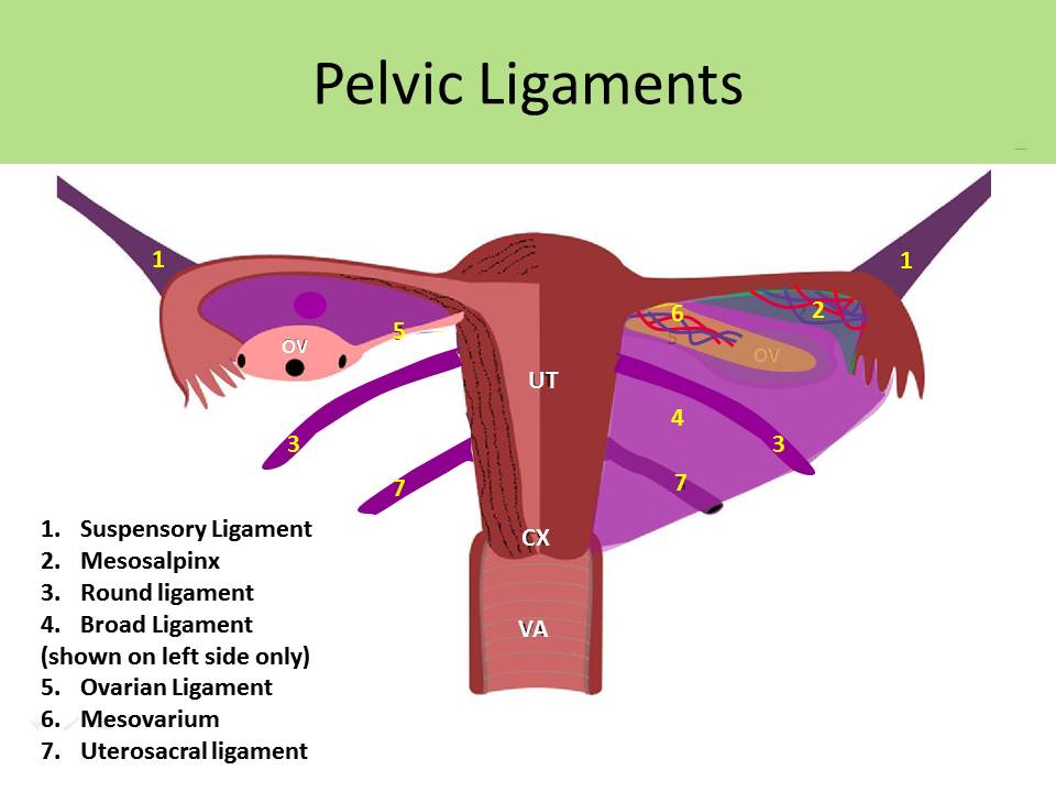 Broad Ligament And Round Ligament Of Uterus Papeary
